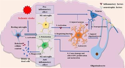 Glial Cells: Role of the Immune Response in Ischemic Stroke